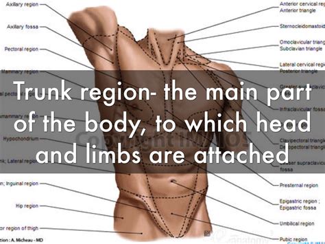 Anatomy By Norbert Jennings
