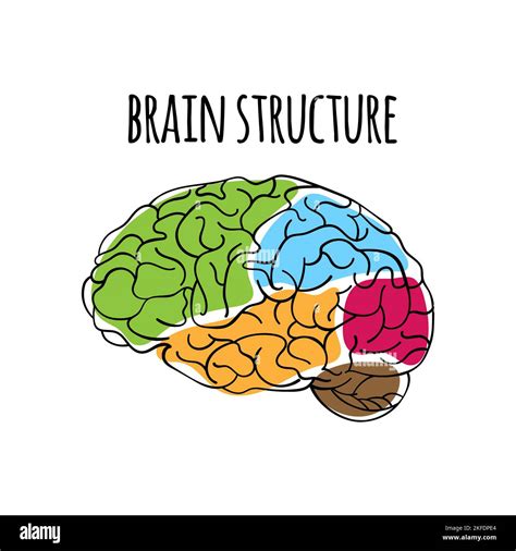 Brain Structure Nervous System Anatomy Human Scheme Medicine Vector