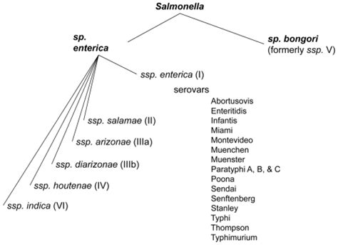 Typhi) and salmonella enterica sv. Representatives of each of the six subspecies of ...