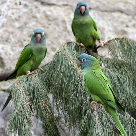 Blue Crowned Conure Care Sheet Birds Coo