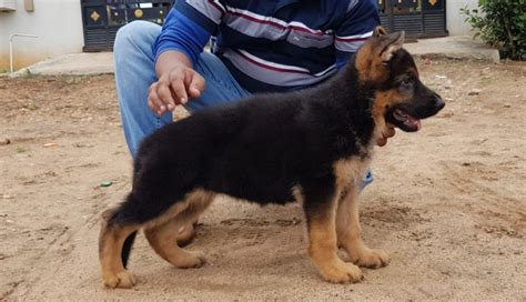 Look at pictures of german shepherd dog puppies who need a home. German Shepherd Puppies For Sale In Coimbatore