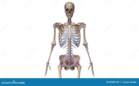 Skeleton With Ligaments Stock Illustration Illustration Of Ligament