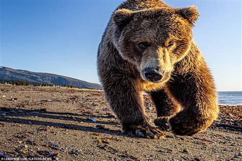 Grizzly Bear Gets A Bit Too Close For Comfort In Alaska Daily Mail Online