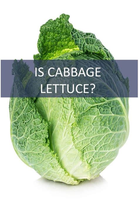 Is Cabbage Lettuce The Cookful