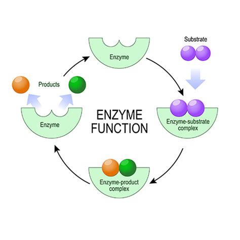 Enzyme Diagram Labeled
