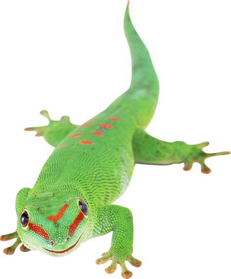 Gecko Png Transparente Png All