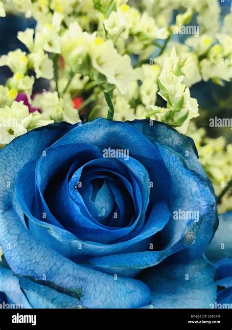 Beautiful Blue Dye Coloured Rose Flower Together With White Filler
