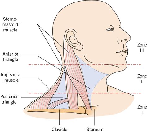 Penetrating Neck Injuries A Guide To Evaluation And Management The