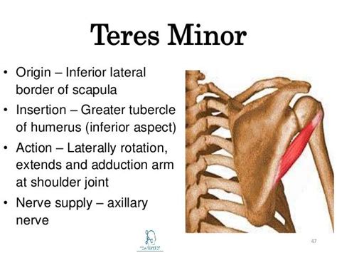 Teres Minor Muscle Teres Minor Muscle Is A Narrow Elongated Muscle Of