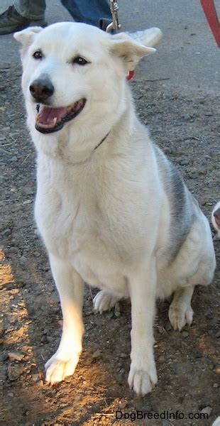 Alaskan Husky Dog Breed Information And Pictures