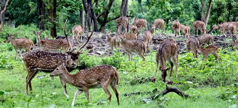 Bardia National Park Jungle Safari Tour Tours Trek Nepal
