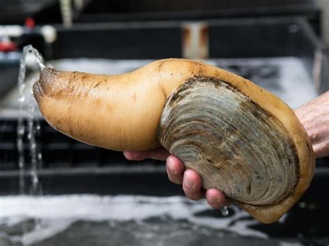 geoduck everything you need to know about panopea generosa ocean insider