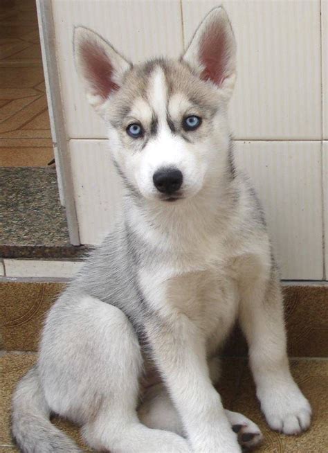 Grey Siberian Husky With Blue Eyes