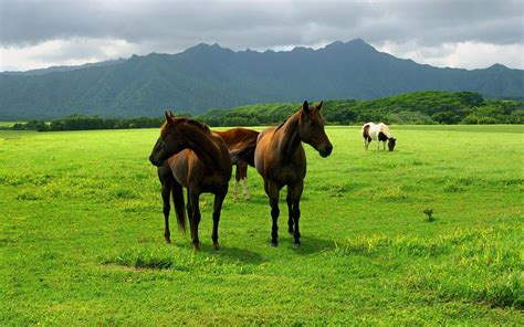 Out To Pasture Wallpapers Wallpaper Cave