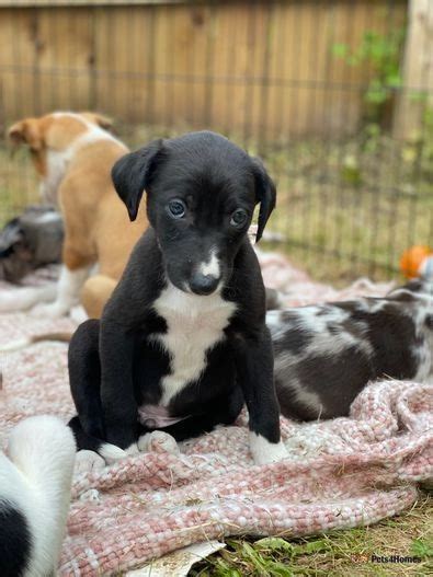Lurcher Puppies For Sale In Durham Pets4homes