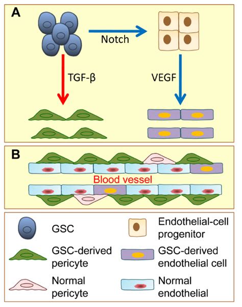 Glioblastoma Stem Cells Gscs Have The Potential To Give Rise To