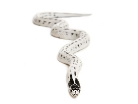 High White California King Snake For Sale Reptiles For Sale