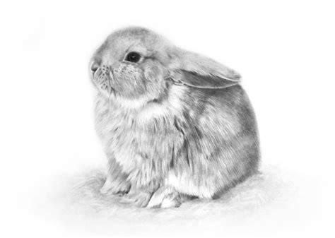 25 Cute Little Bunny Drawing Candidajorja