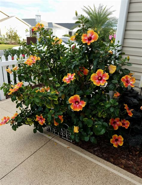 Beautiful Fiesta Hibiscus Bush Blooming In The Villages In 2023