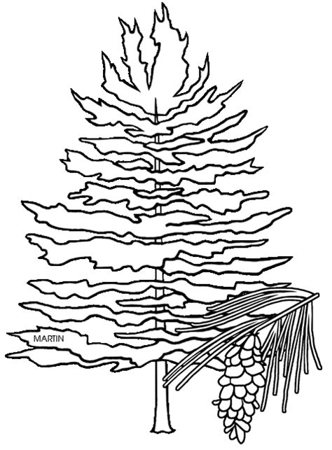 North Carolina State Tree Drawing Clip Art Library