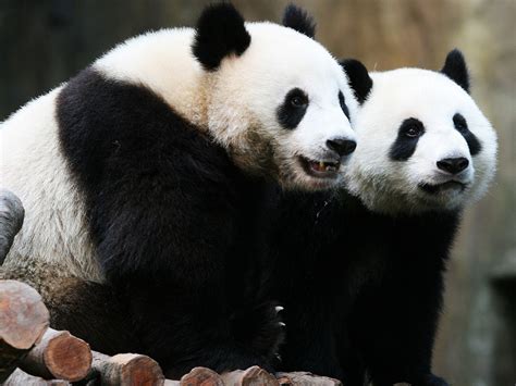 Giant Pandas Are No Longer Endangered