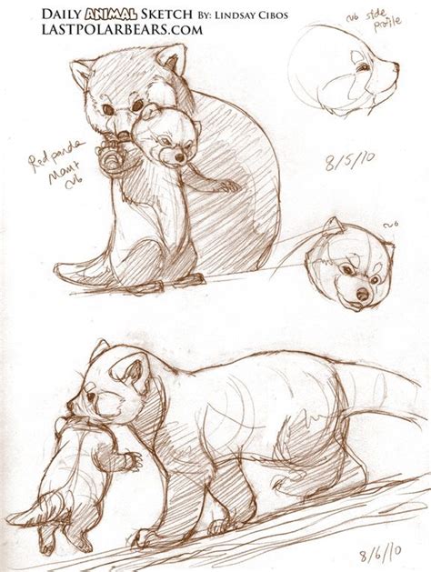 Red Panda Tutorial Cartoon Drawings Of Animals Animal Drawings