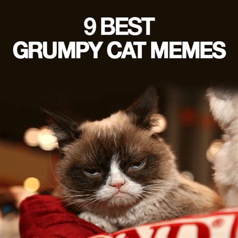 18 Funny Cat Pictures Memes Furry Kittens