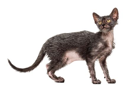 Lykoi Cat Breed Information Breed Profile Confident Cats