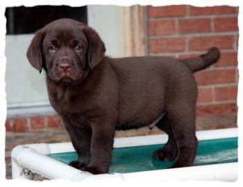 Stay updated about lab puppies for sale. ENGLISH LABRADORS PUPPIES FOR SALE. www.meadowoodlabradors ...
