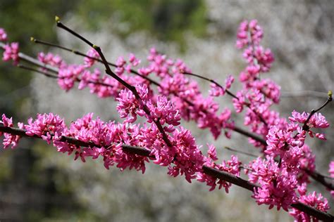 Tennessee Pink Redbud Cercis Canadensis Tennessee Pink In Lancaster