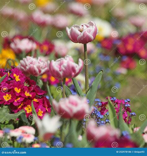 Pink And White Tulip In A Bed With Primroses And Forget Me Nots Stock