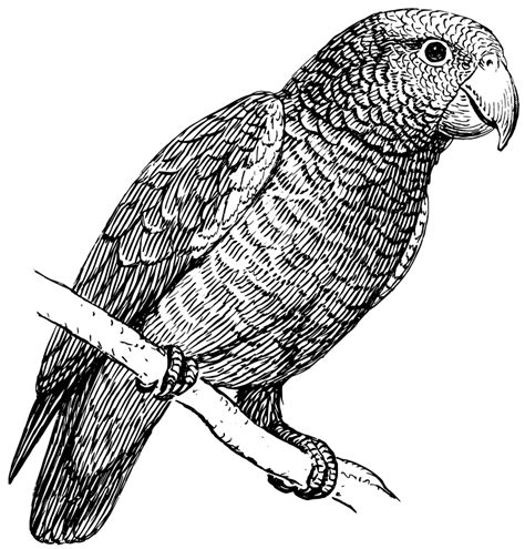 Parrot 100100 Free Svg Download 4 Vector