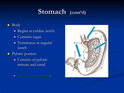 Ppt Radiography Of The Gi System Powerpoint Presentation Free