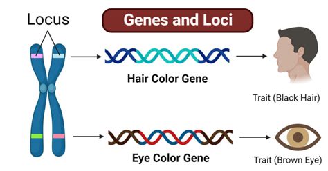 Genes And Loci A Complete Guide