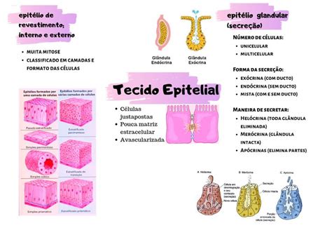 Esquema Mapa Conceitual Tecido Epitelial Glandular Histologia I