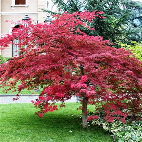 Buy japanese maples with delivery right to your door. ACER palmatum atropurpureum - View All - Australian Seed