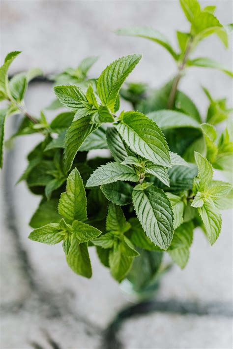 Health Benefits And Uses For Peppermint Herbal Infusions Australian