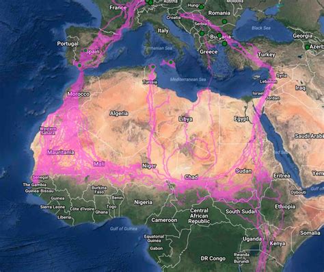 Across The Web And The World Citizens Help Track Wildlife Migrations