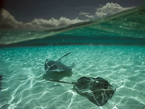 Stingray Manta Ray And Electric Ray Photos Ocean