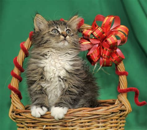 Cute Kitten In A Basket Stock Photo Image Of Pretty 26792004