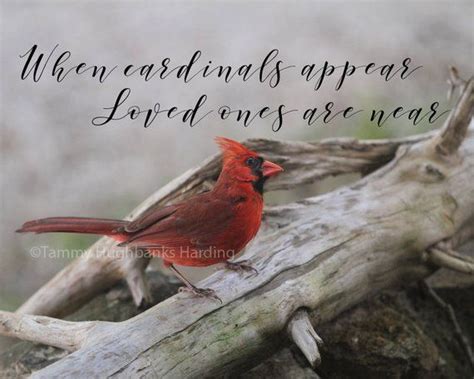 When Cardinals Appear Loved Ones Are Near Photo Wall Art Etsy Bird