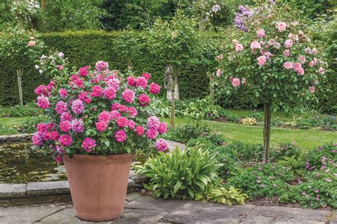 Gardening In Small Spaces Growing Roses In Containers Florissa