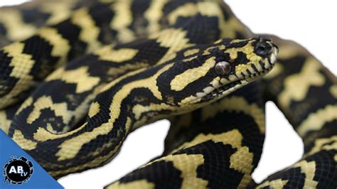 Carpet Python Capture Wild Australia Pt 2 Snakebytestv Ep 392