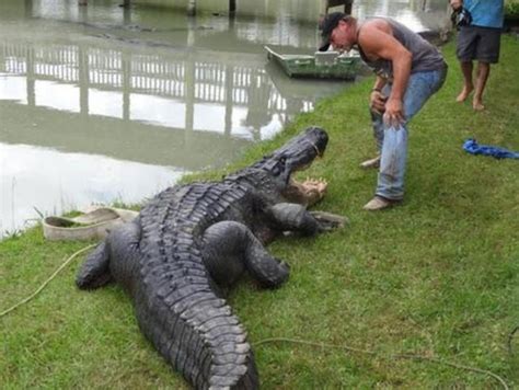 900 Pound Alligator Captured Northeast Of Houston