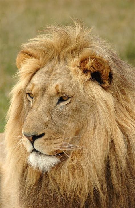 Lion Head Portrait Stock Photo Image Of Game African 1450288