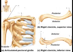Rib cage diagram this summary post is displaying rib cage diagram. Skeletal: Appendicular ( Rib Cage, Clavicle and Scapula ...