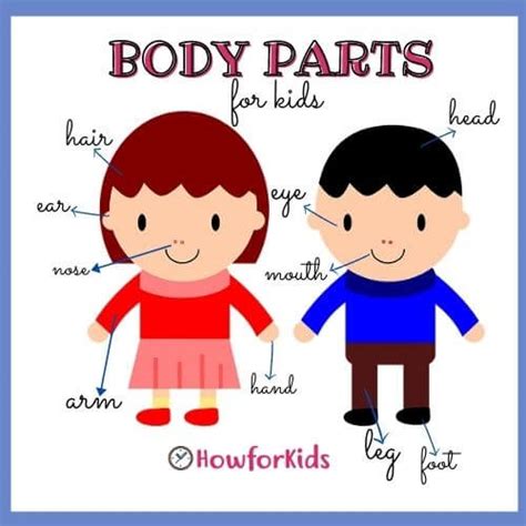 Human Body For Primary School Howforkids