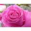 Free Stock Photo 9835 Pink Rose Flower  Freeimageslive