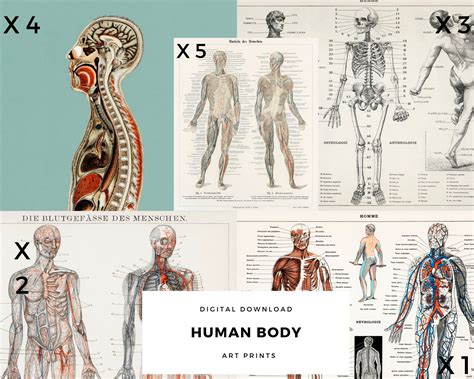 The Human Body Illustrations Vintage Illustration Wall Etsy