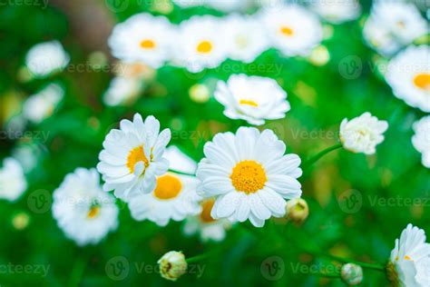 Close Up On White Daisy Field Under The Morning Sunlight Beautiful